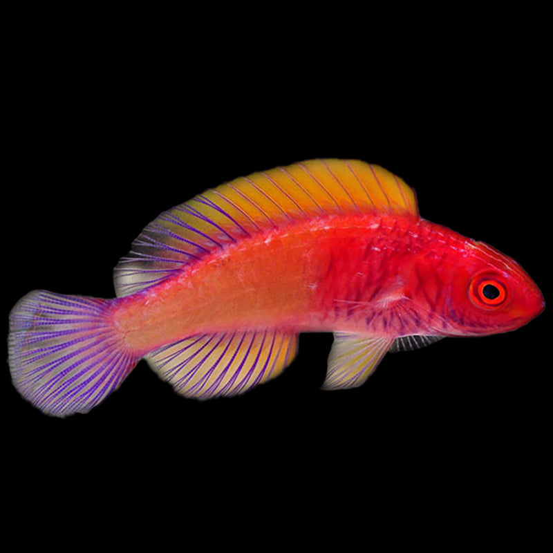 Rosy Scales Fairy Wrasse