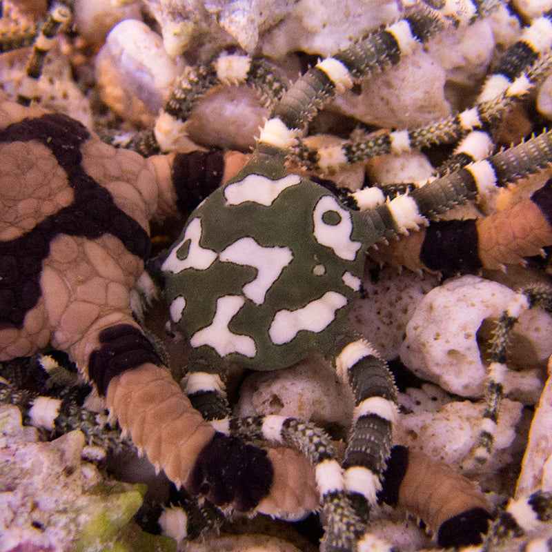 Harlequin Serpent Star