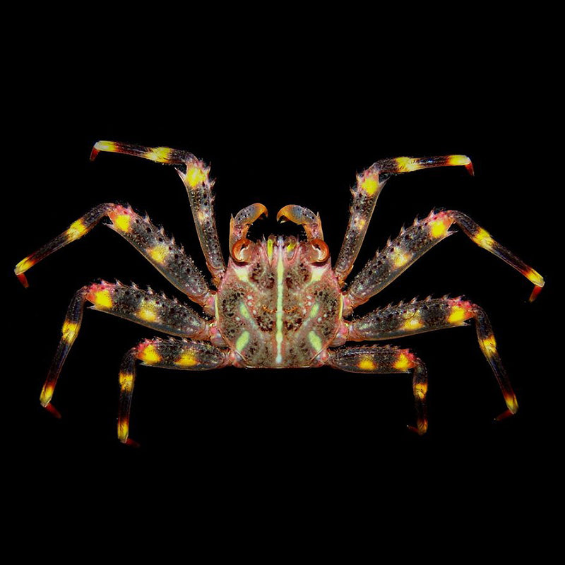 Sallylightfoot Crab