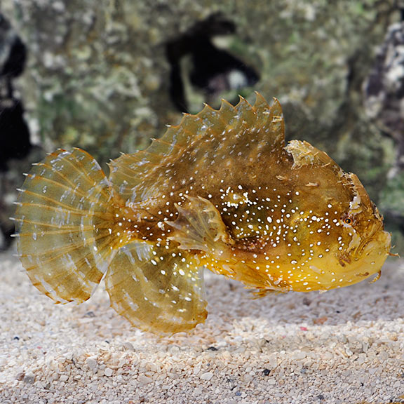 Sargassum Anglerfish