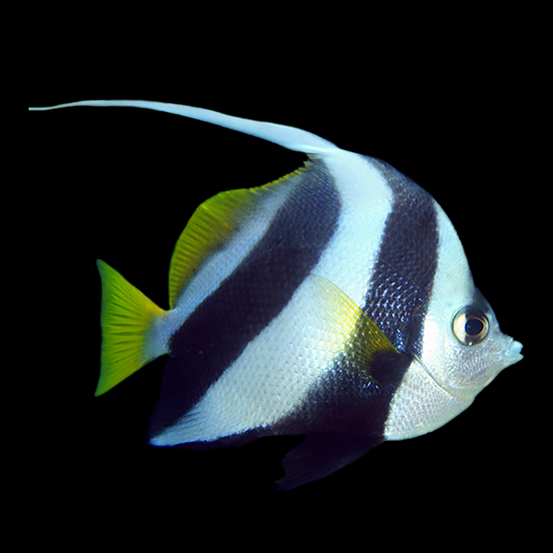 Schooling Bannerfish