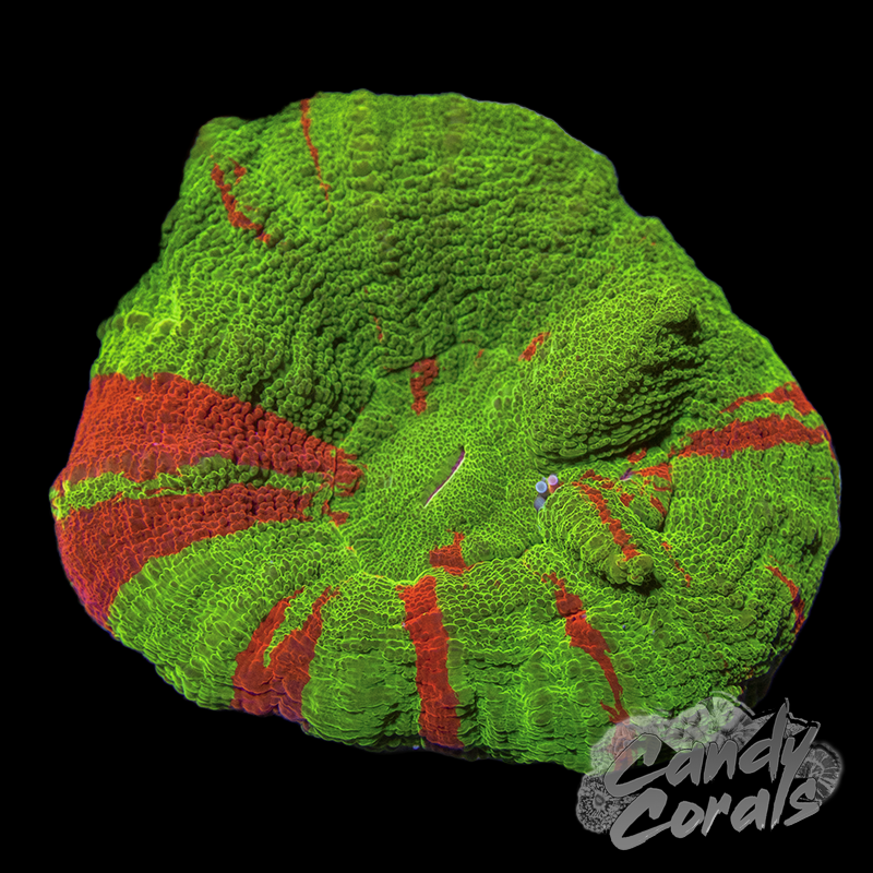 Double Head Ultra Bleeding Apple Scoly WYSIWYG 2