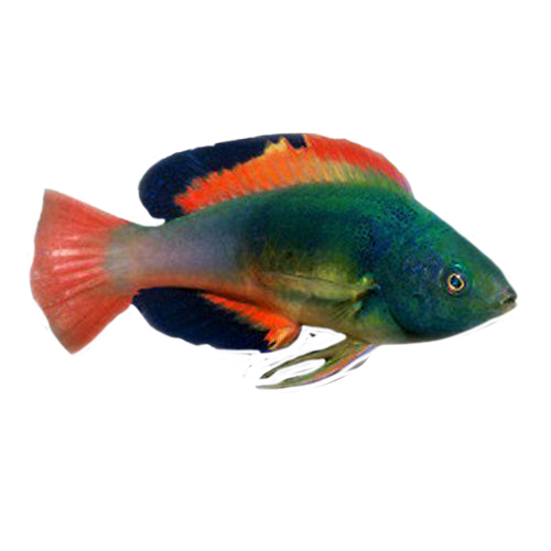 Scott's Greenback Fairy Wrasse