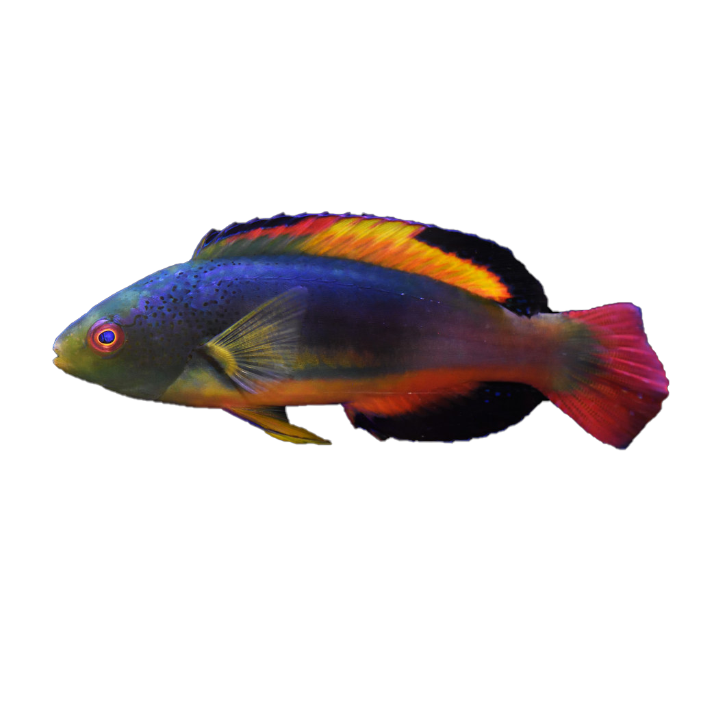 Australian Scott's Velvet Wrasse
