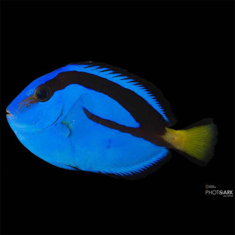 Blue Hippo Tang