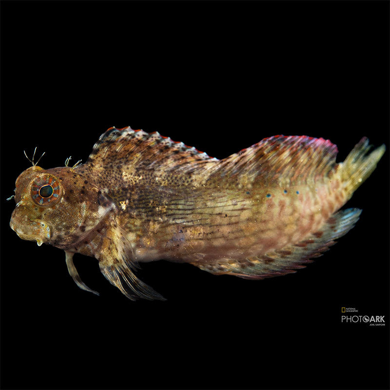 Lawn Mower Blenny