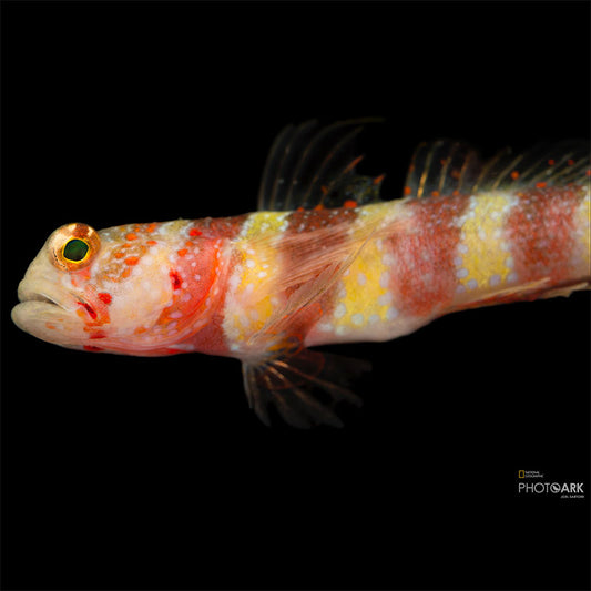Wheeler's Watchman Goby