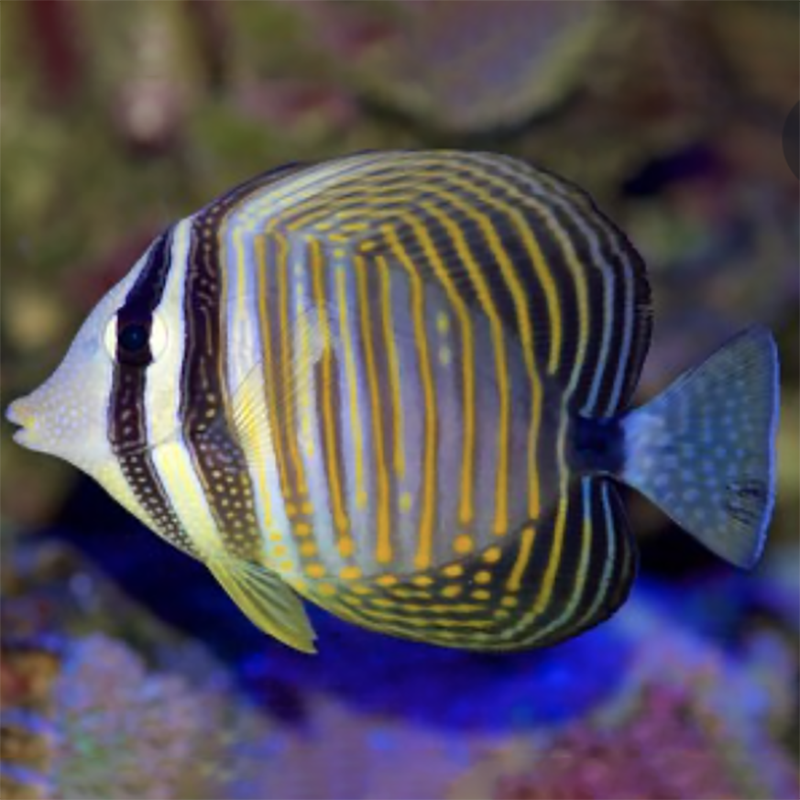 Desjardini Sailfin Tang