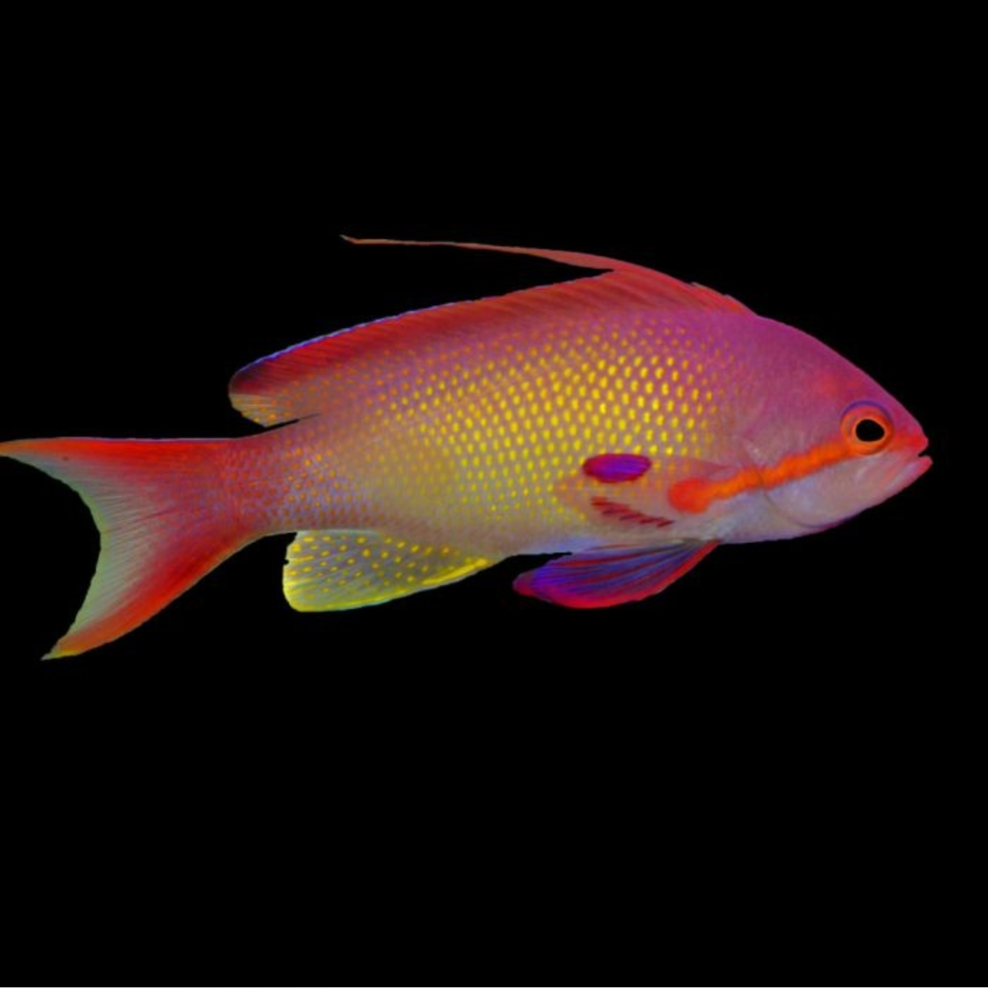 Lyretail Anthias