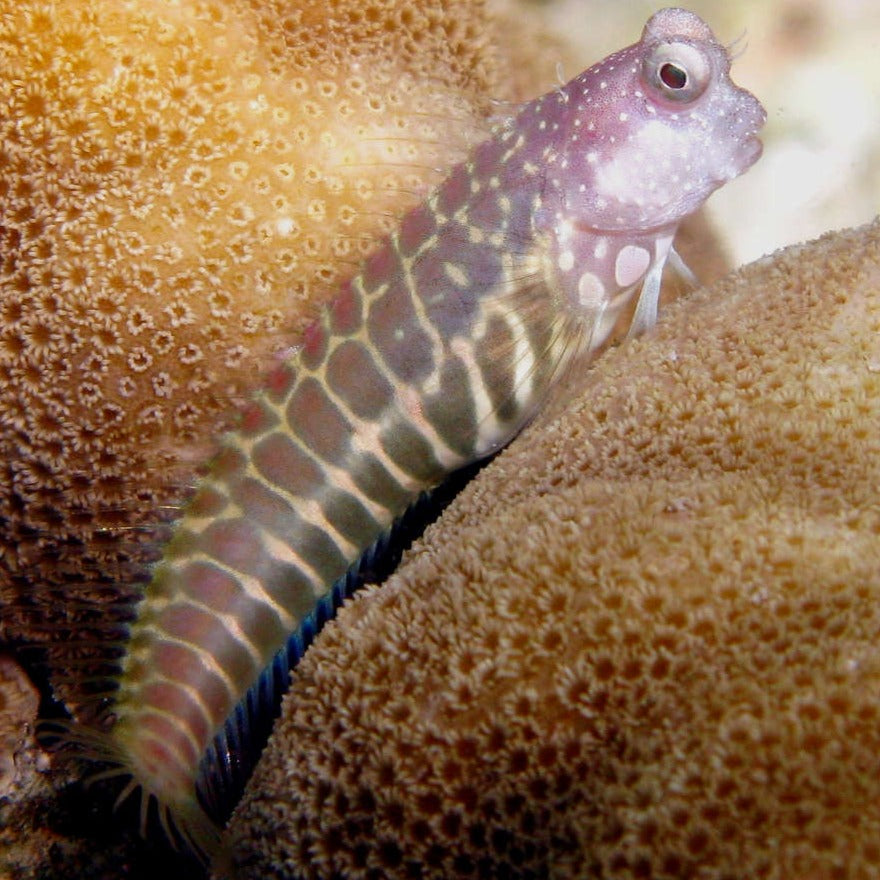 Segmented Algae Blenny