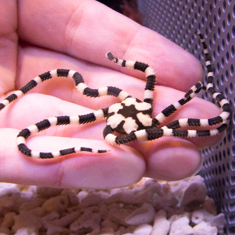Harlequin Serpent Star