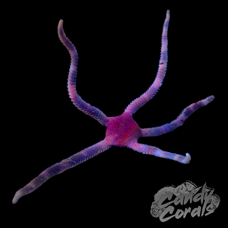 Purple Serpent Starfish
