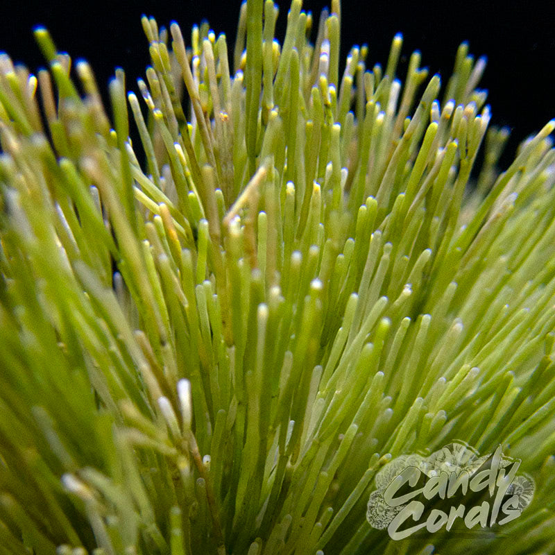 Shaving Brush Macroalgae