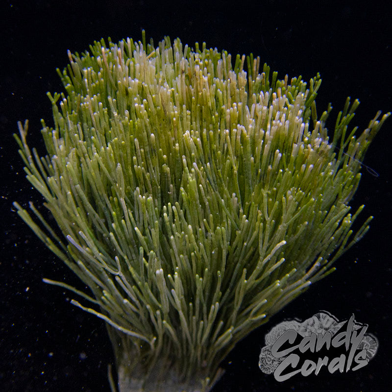 Shaving Brush Macroalgae