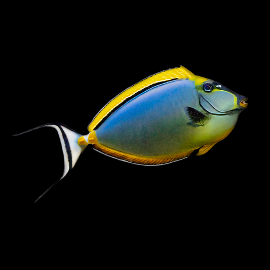 Showsize Blonde Naso Tang with Streamers