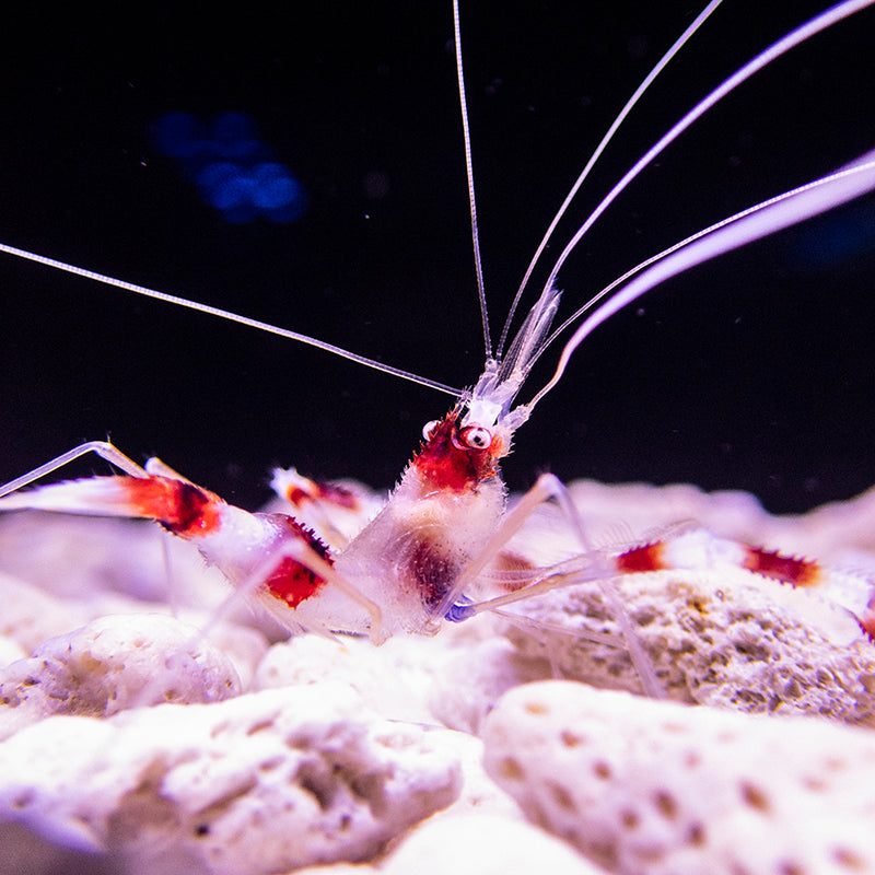 Coral Banded Shrimp