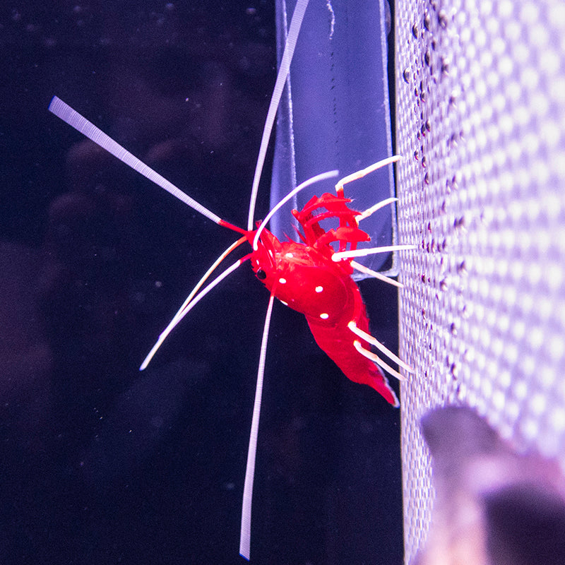 Blood Red Fire Shrimp