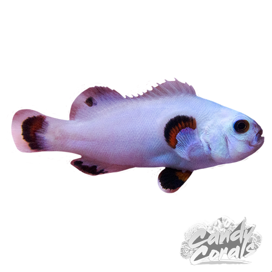 Snow Storm Clownfish