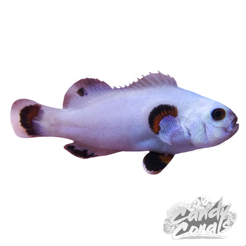 Snow Storm Clownfish