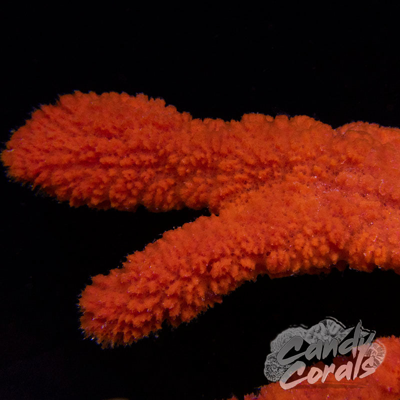 Red Tree Sponge Frag