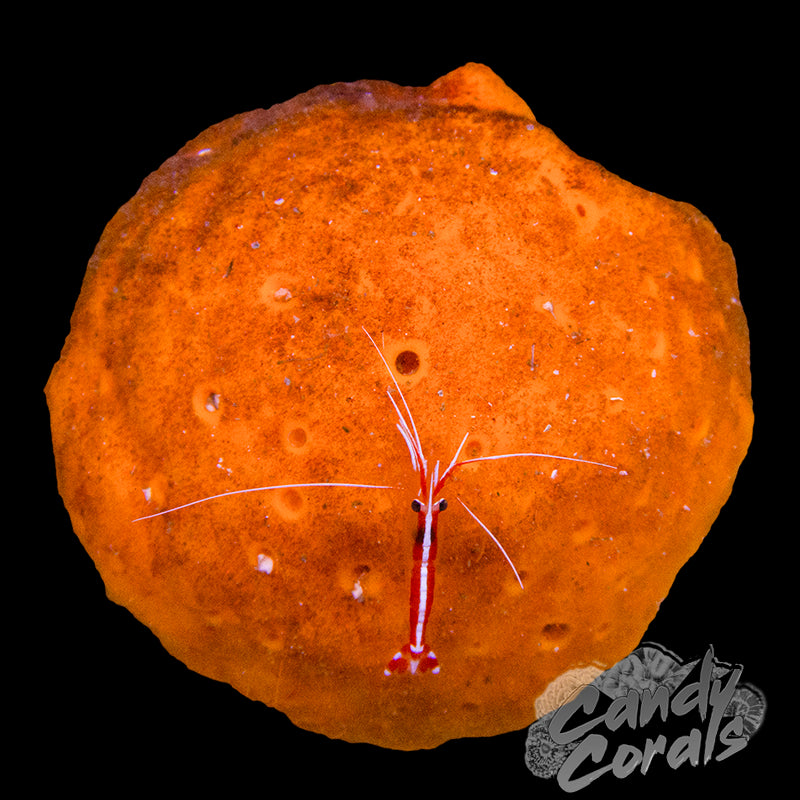 Orange Ball Sponge Colony