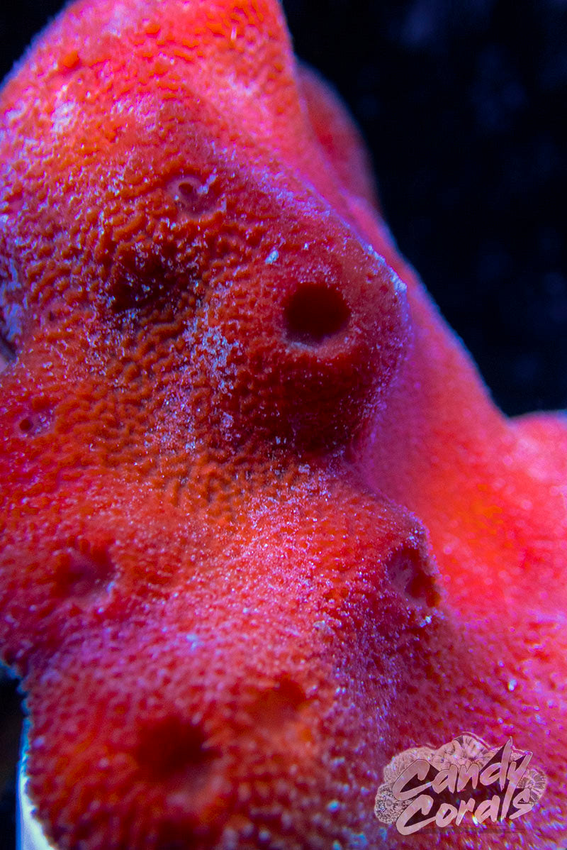 Red Clump Sponge Colony