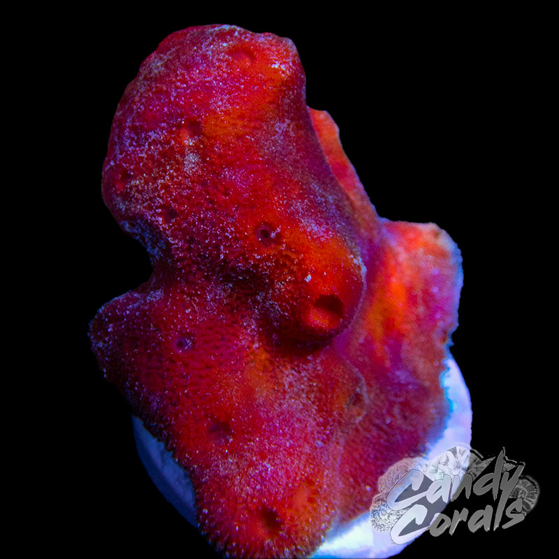 Red Clump Sponge Colony