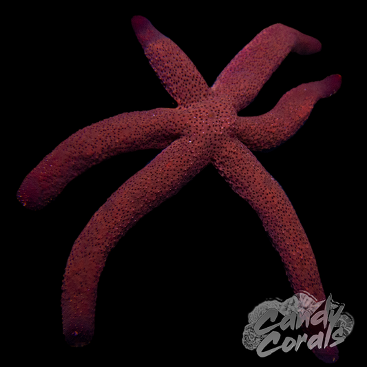 Rusty Linkia Starfish