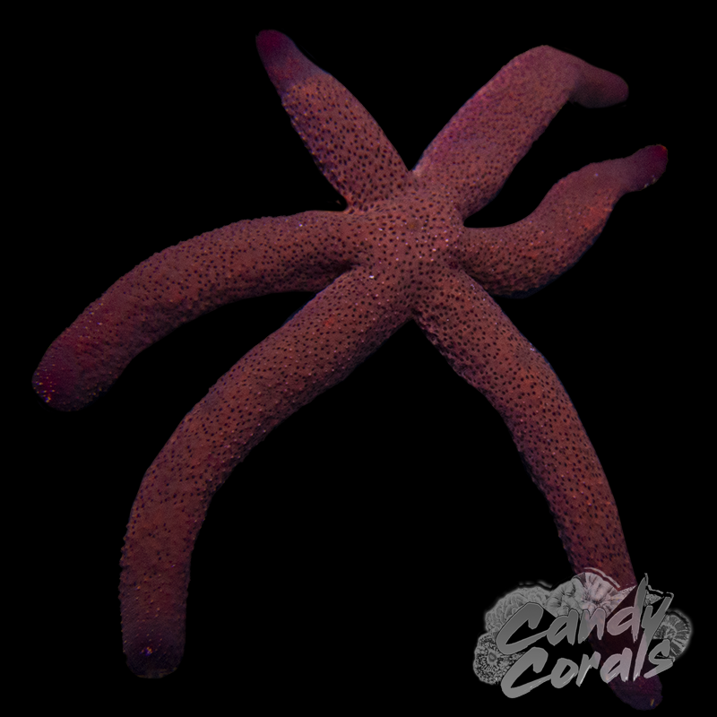 Rusty Linkia Starfish