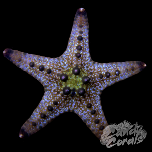 Green Centered Horned Starfish