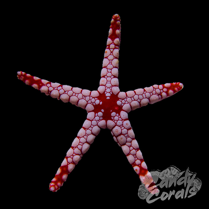 Fromia Tile Starfish