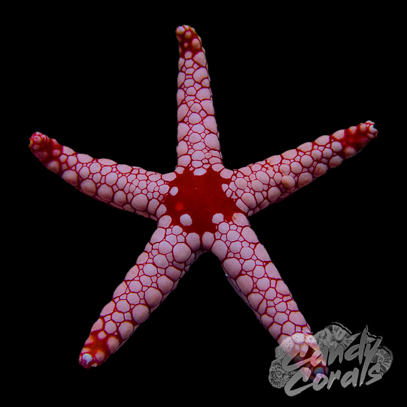 Fromia Tile Starfish