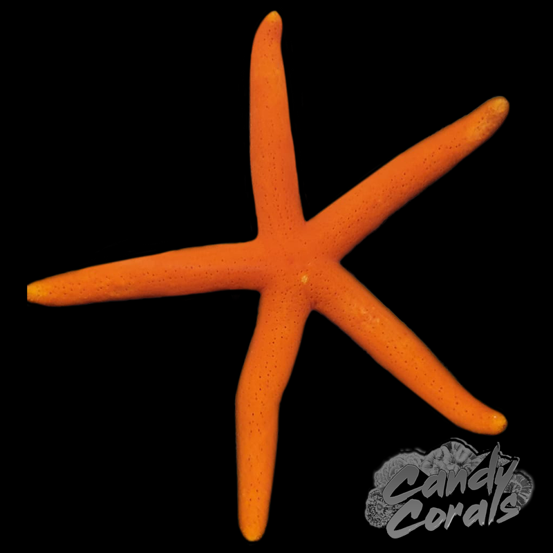 Orange Linkia Starfish