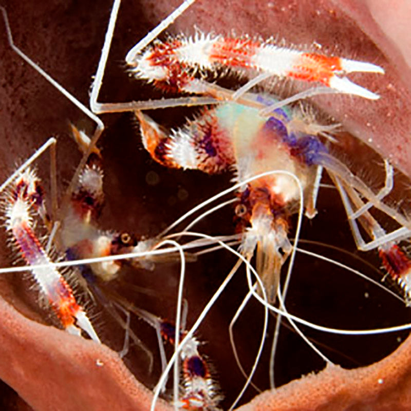 Mated Pair Coral Banded Shrimp