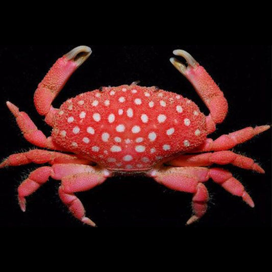 Spotted Strawberry Crab