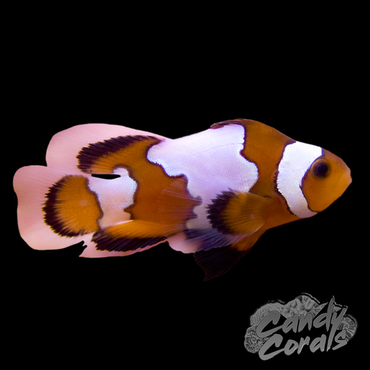 Longfin Blacker Ice Clownfish