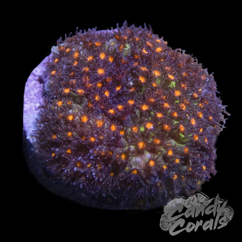 JF Sunset Stylocoeniella Frag B32