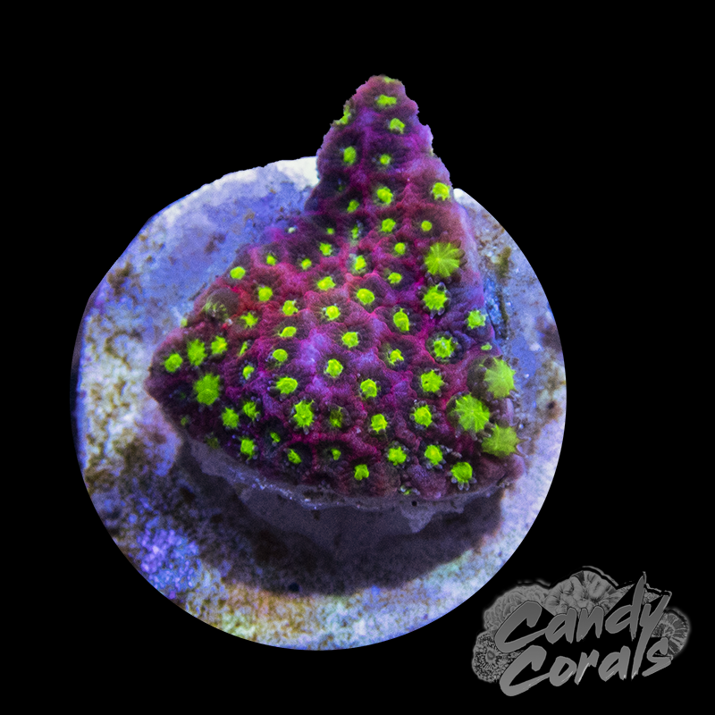 WWC Electric Daisy Stylo Frag B28