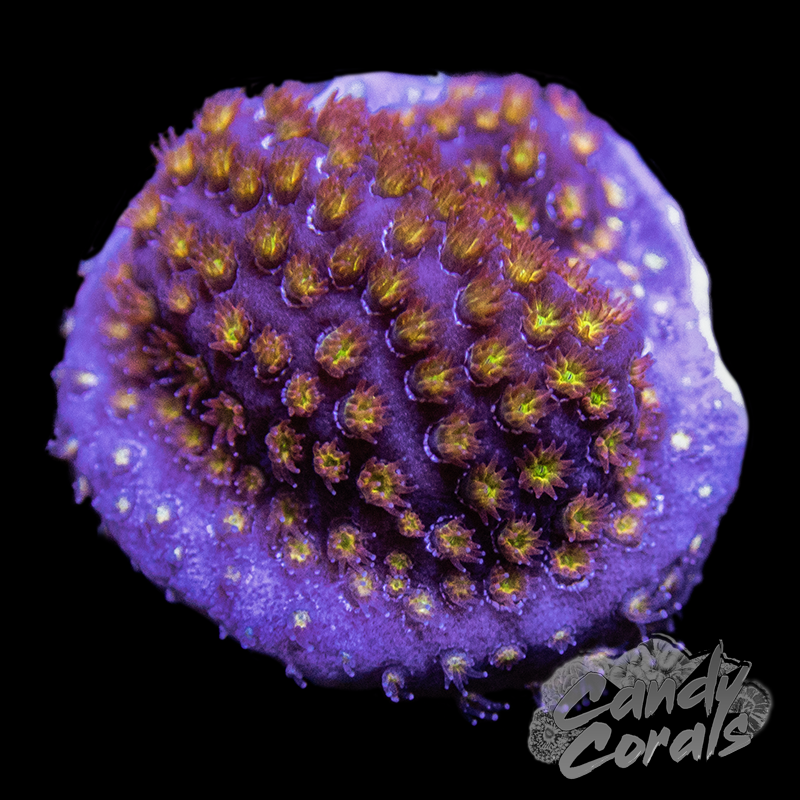 Space Jam Stylocoeniella Frag B27