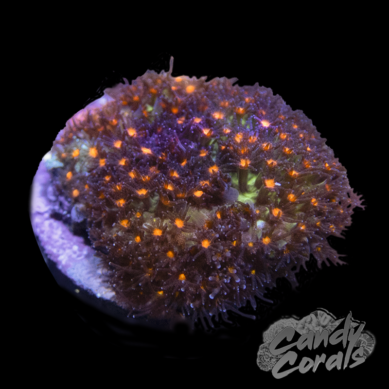 JF Sunset Stylocoeniella Frag B32