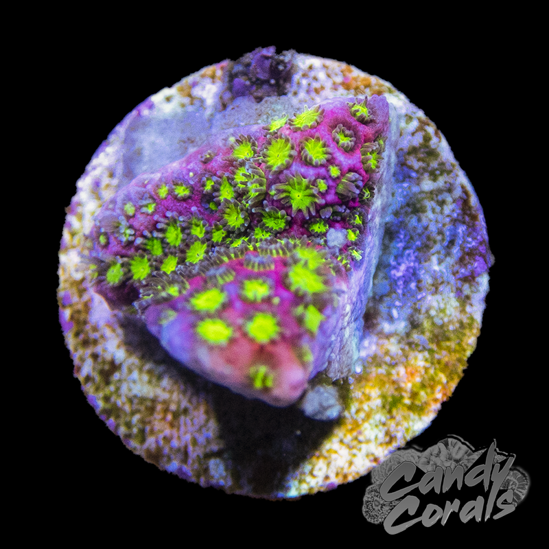 WWC Electric Daisy Stylo Frag B28