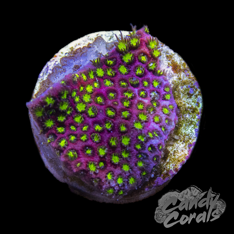 WWC Electric Daisy Stylo Frag B28