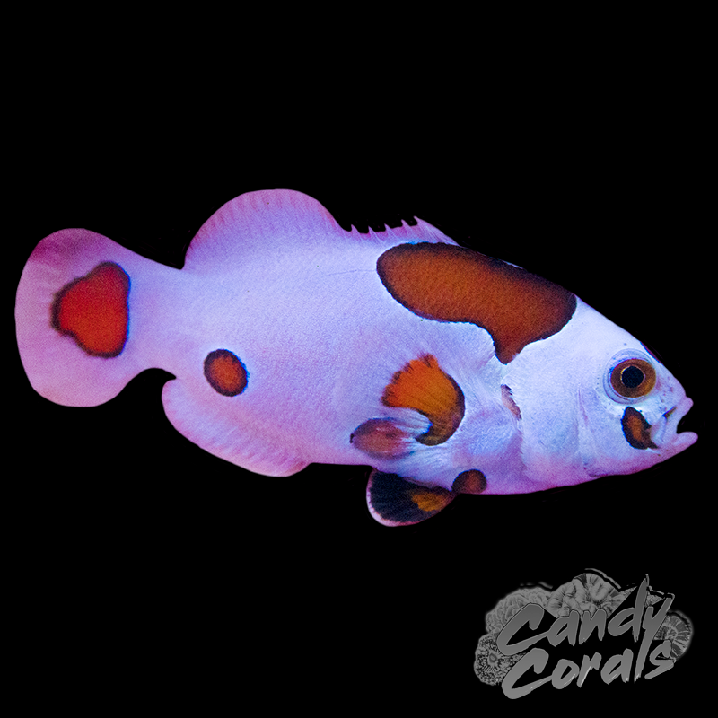 Super Storm Clownfish