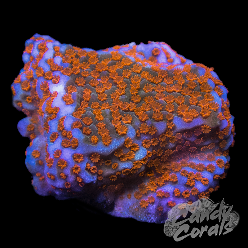 Superman Montipora Frag M22