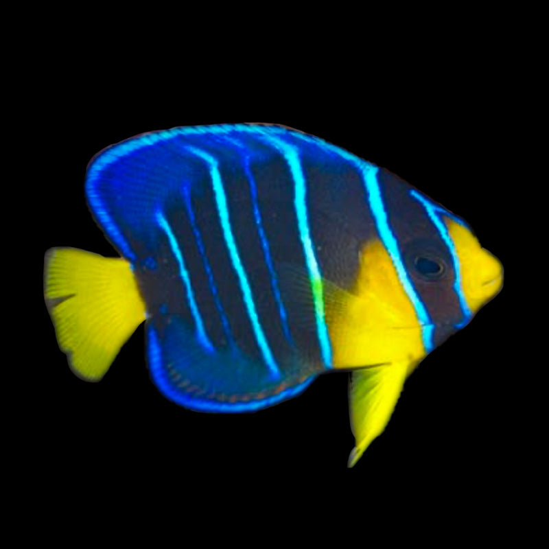 Juvenile Townsend (Hybrid) Angelfish