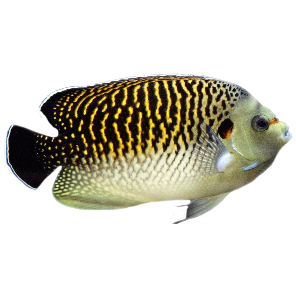 Tiger Kingi Angelfish