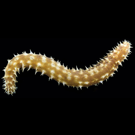 Tiger Tail Sea Cucumber