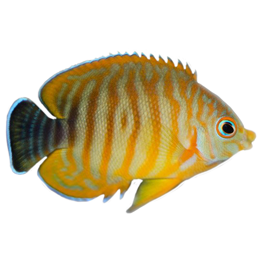 Captive Bred Hybrid Tigerpyge Angelfish