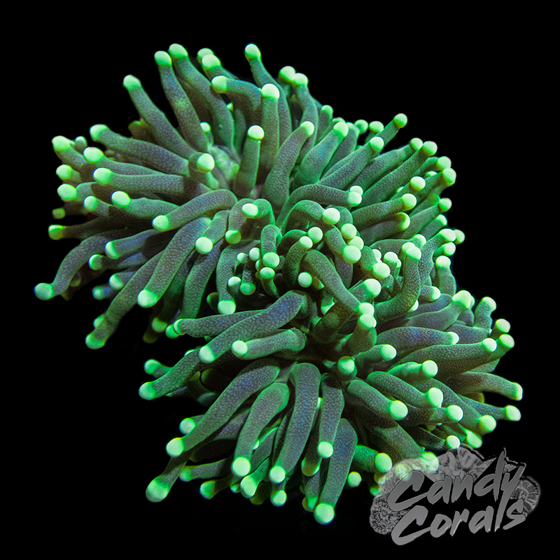 Yellow Tip Green Torch T21