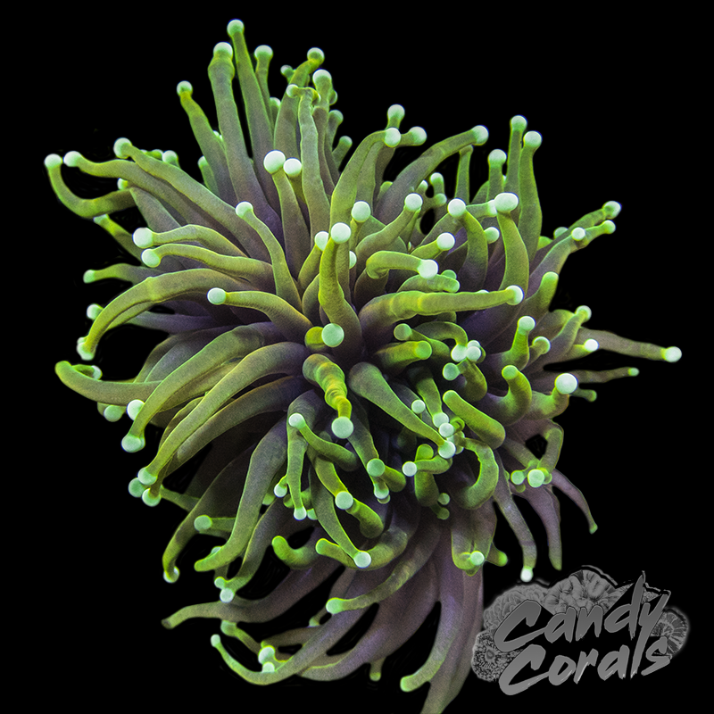 Candy Corals Hellfire Torch T1